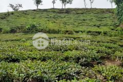 Đất nền nghỉ dưỡng mộc châu, khu du lịch quốc gia đầu tư lợi nhuận cao.