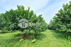 Độc và hiếm, có 1 0 2 6240m full thổ cư, lô góc,tại cao phong