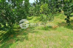 Cần bán 2000m có 600 thổ cư, view đồng tại cao phong