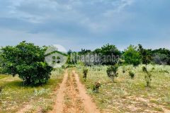 Bán lô đất 7810m2, sổ trồng cây lâu năm, view nhìn trực diện ra biển,lh 0937251240