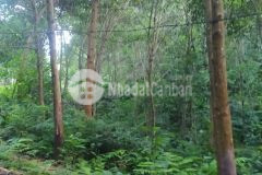 Đất rừng sản xuất tân lạc, hòa bình 16ha, giá 6,5 tỷ