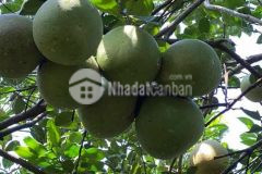 1 sào bưởi đang thu hoạch xã tân an, huyện vĩnh cửu, tp. biên hòa