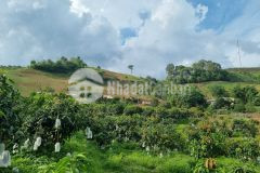 Cần bán lô đất vàng trong làng bđs chỉ có tại mộc châu