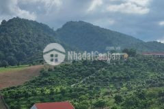 Bán mảnh đất đắc địa phù hợp với mọi loại hình kinh doanh ở mộc châu.