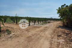 Đất trồng cây lâu năm, diện tích 5 xào, công nhận đủ