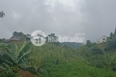 Mảnh đất view siêu đẹp thôn đón đầu du lịch y tý sapa2