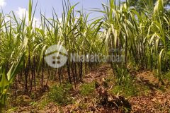 Đất đẹp giá rẻ tân lạc, hòa bình 3500m2, giá 1 tỷ