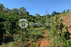 Bán 37567m2 huyện đak rlấp, đak nông, sổ riêng, chỉ 3,4 tỷ. lh0935738377.