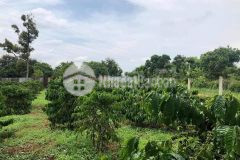 Bán đất tại thôn hoà nam 1, xã ea nuôl, buôn đôn, đăk lăk