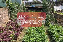 Bán đất tại bến trung bắc hồng đông anh dt 50m, mt4m, giá nhỉnh 1tỷ, lh 0987729335