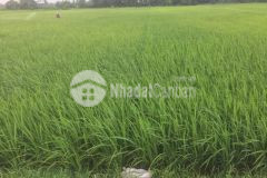 Bán đất nông nghiệp 850m2 lên được vac gia lâm 0333.002.999