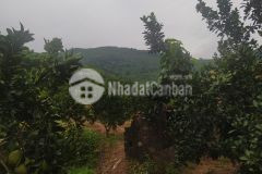 Đất rừng thanh sơn, phú thọ 32ha, giá 3,2 tỷ