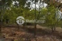 Bán đất nghỉ dưỡng mường sang, mộc châu diện tích 2000m2