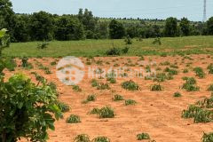 Bán 13,748m2 đất vườn bình thuận cách đường liên huyện ra sân bay 100m chỉ 95km2 lh 0938677909 hiền