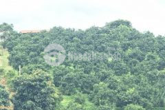 Bán mảnh đất làm quần thể nghỉ dưỡng ở mộc châu giá đầu tư sinh lời cao