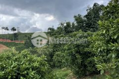 Bán lô đất tại mộc châu diện tích 6800m2 thích hợp làm homestayfarmstay