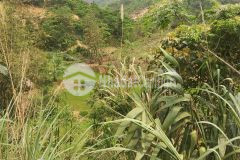 Đất rừng đà bắc, hòa bình 250ha,giá 25 tỷ