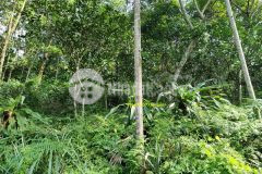 Giật mình 5040m2 đất thôn mộc minh quang ba vì giá chỉ 700km2