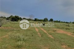 Bán lô đất sát bên safari diện tích 5900m2, sổ riêng, công chứng trong ngày