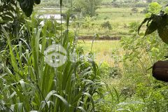 Cần bán đất có thể đầu tư phân lô, xây nhà sân vườn nghĩ dưỡng