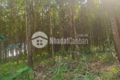 Đất rừng lạc thủy, hòa bình 4,6ha, giá 4 tỷ