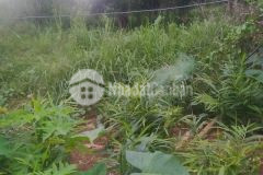 Đất siêu rẻ cao phong, hòa bình 1400m2, giá 1,2 tỷ