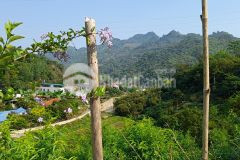 Cắt lỗ mảnh đất diện tích 3678m2 ngay trung tâm mộc châu cho các nhà đầu tư