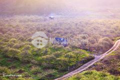 Ngay trung tâm văn hóa bảo tồn ttnt mộc châu