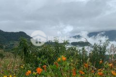 Hàng hiếm khu vực sâu chua hiện nay 2769m2, đất mặt đường, gần các bản làng dân tộc