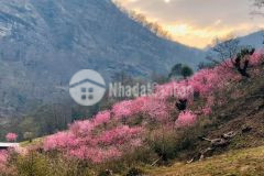 Mảnh đất 392m2 trung tâm y tý đã có sổ đỏ đón sóng quy hoạch cao tốc hà nội lào cai