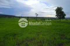 Đất điện hòa đường be tông 4m view cánh đồng cách đường võ như hưng chỉ 100m