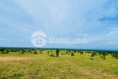 Ngộp hàng mùa dịch, bán nhanh 5000m2 mặt tiền đường nhựa 12m nối bàu trắng shr