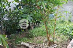 Cần tiền bán gấp đất phúc lợi long biên ngõ thông bàn cơ 46m, mt3.9, giá 2.6 tỷ