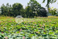 Đất giáp hòa tiến giá chỉ 410tr, đường 4m, view ruộng thoáng mát