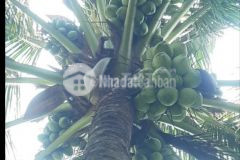 Ban 3600m đât đang trông cây trai tại tiền giang. chỉ 990tr. lh0704708218.