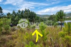 D1055 bán lô đất vip view rừng thông an sơn phường 4 tp đà lạt