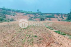 3.991m2 đất vườn cần bán cắt lỗ tại nông trường mộc châu giá phù hợp để đầu tư các loại hình kinh d