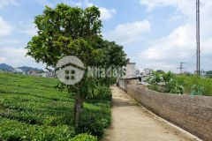 Cần bán mảnh đất hơn 2000m2 tại mộc châu, giá đẹp cho các nhà đầu tư