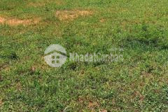 Bán đất vườn bình thuận cách dân cư và đường hiện hữu 700m chỉ 597tr bao sang sổ lh 0938677909 hiền