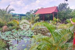 Khu du lịch sinh thái, vườn trái cây 20 năm, trung an, củ chi