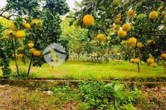 Chủ cần bán gấp gần 1.7ha sẵn 1000 gốc bưởi cam đang cho thu hoạch giá rẻ