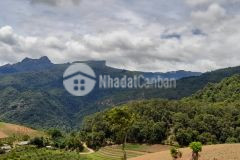 Bán đất trang trại nuôi bò 10 ha siêu rẻ ở chiềng sơn, mộc châu