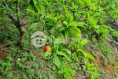 1,1ha đất mộc châu có sẵn vườn mận, view ngắm núi non siêu đỉnh