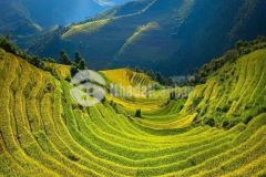 Bán lô đất mặt đường tl 158 vị trí trung tâm y tý sapa 2 giá hấp dẫn