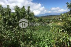 Mảnh đất sa pa 2 vị trí trung tâm đắc địa phù hợp làm khách sạn nhà hàng, phân lô bán nền