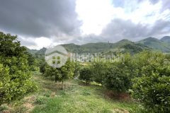 Bán mảnh đất 6800m2 tại mộc châu có pháp lý rõ ràng an toàn cho các nhà đầu tư