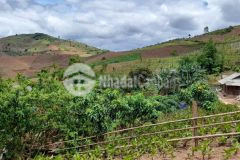 Mảnh đất thị trấn mộc châu cảnh đẹp 4 mùa giá siêu rẻ