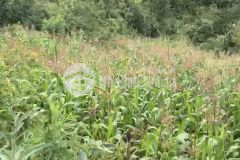 Cần bán gấp mảnh đất tiềm năng nhất phìn hồ y tý