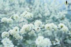 Cần bán ngay mảnh đất gần 500m2 tại trung tâm y tý giá đẹp cho các nhà đầu tư