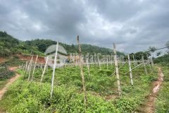 Bán lô đất có vị trí đắc địa tại mường sang mộc châu